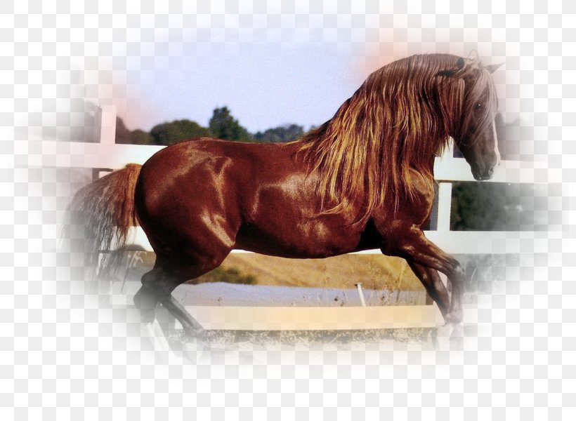 Lusitano Peruvian Paso Noriker Maremmano Andalusian Horse, PNG, 800x600px, Lusitano, Andalusian Horse, Animal, Barb Horse, Breed Download Free