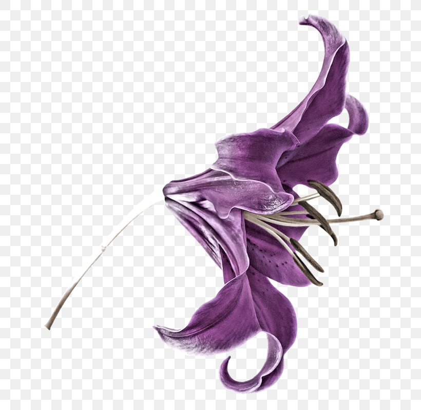 Petal Purple Flower Lilium, PNG, 758x800px, Petal, Flower, Leaf, Lilac, Lilium Download Free