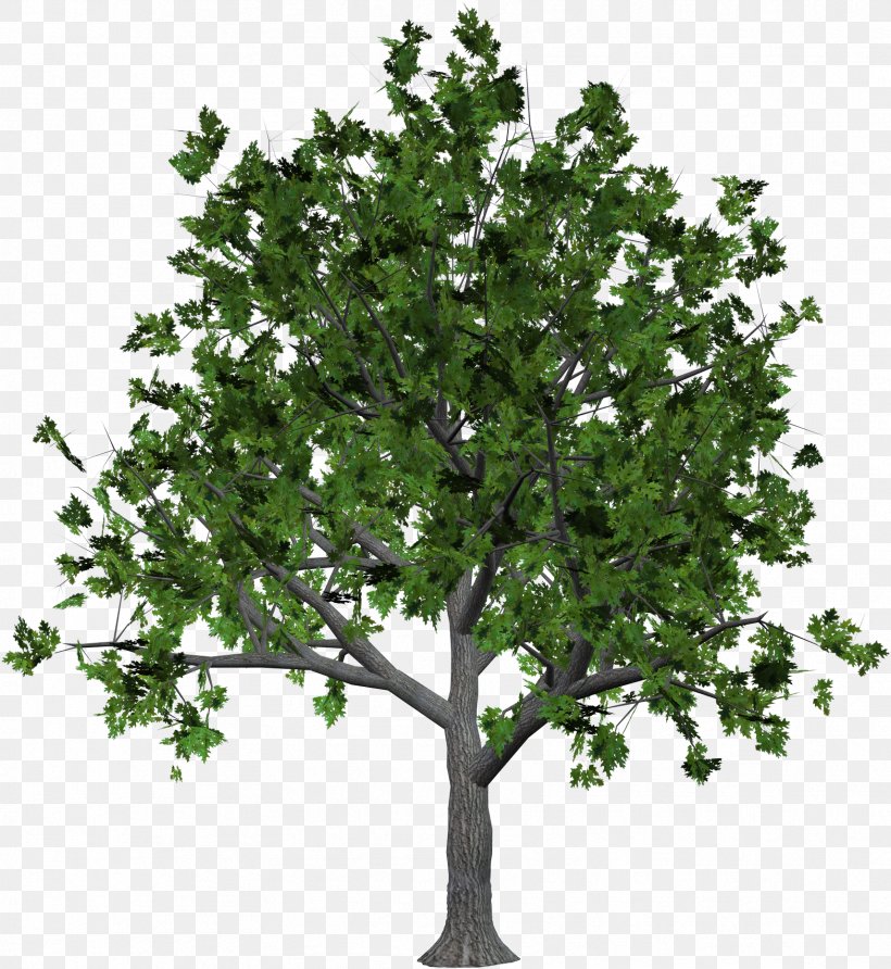 Shrub Tree Clip Art, PNG, 1712x1863px, Tree, Branch, Display Resolution, Evergreen, Grass Download Free