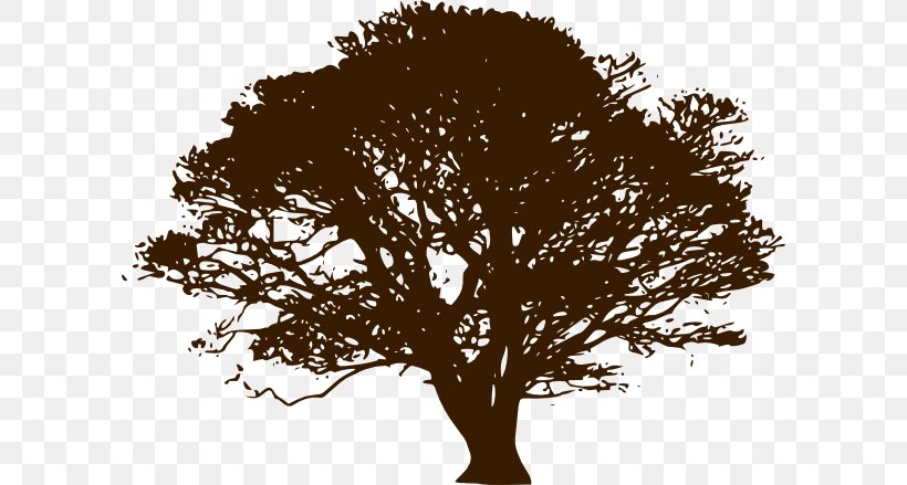 Southern Live Oak Quercus Velutina Quercus Kelloggii Tree Clip Art, PNG, 600x439px, Southern Live Oak, Angel Oak, Black, Black And White, Branch Download Free