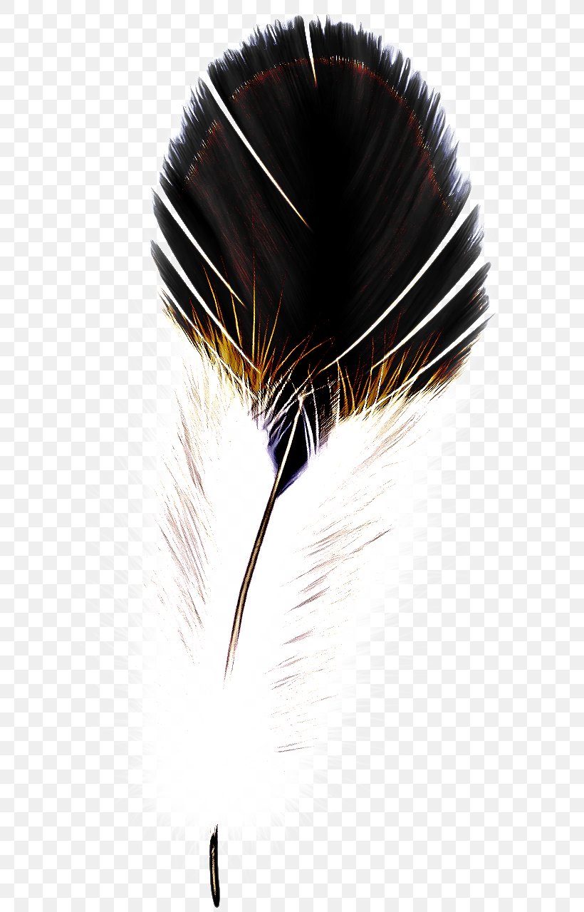 Feather, PNG, 681x1280px, Feather, Black Hair, Fashion Accessory, Hair Coloring, Natural Material Download Free