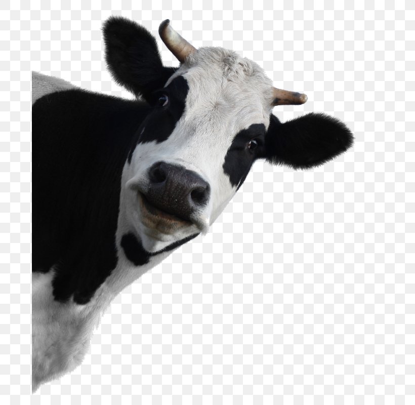 Holstein Friesian Cattle Milk Dairy Cattle Highland Cattle, PNG, 694x800px, Holstein Friesian Cattle, Beef, Calf, Cattle, Cattle Like Mammal Download Free