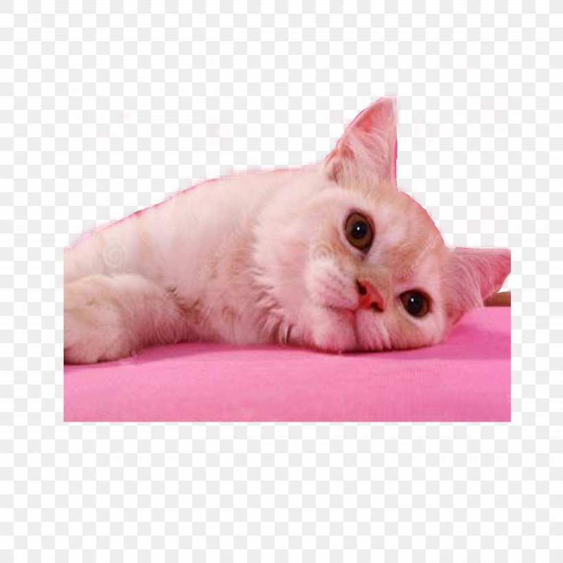 Kitten Pink Cat Whiskers Domestic Short-haired Cat, PNG, 5000x5000px, Kitten, Carnivoran, Cat, Cat Like Mammal, Domestic Short Haired Cat Download Free