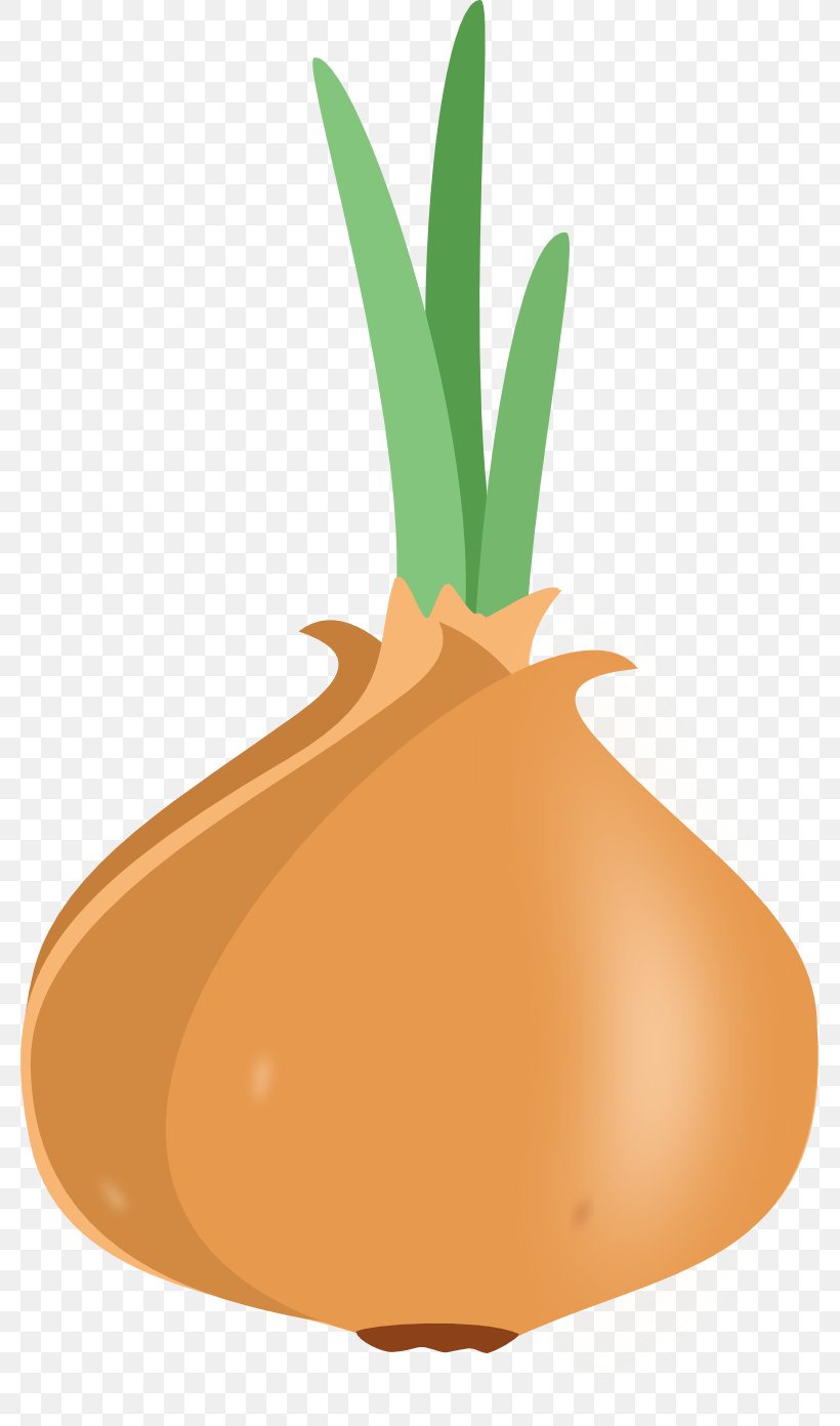 Onion Borscht Drawing Vegetable Raster Graphics, PNG, 779x1392px, Onion, Borscht, Broth, Commodity, Cucurbita Download Free