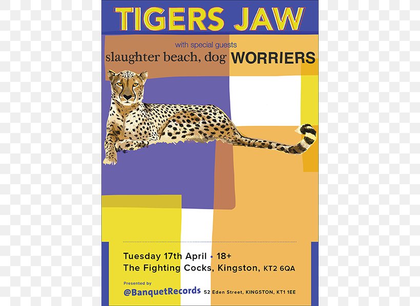 Slaughter Beach, Dog Tiger Birdie Welcome Studio 4 Acoustic Session, PNG, 598x598px, Tiger, Advertising, Animal, Area, Big Cat Download Free
