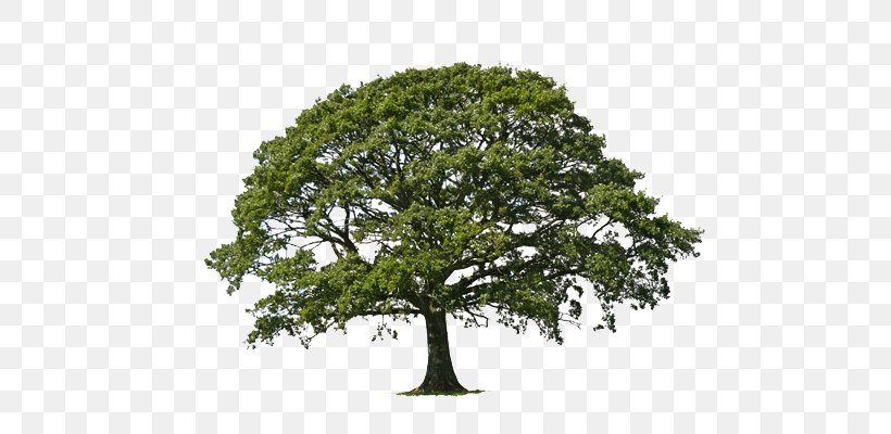 Tree Willow Oak Weeping Willow Certified Arborist, PNG, 750x400px, Tree, Arborist, Branch, Certified Arborist, Forest Download Free