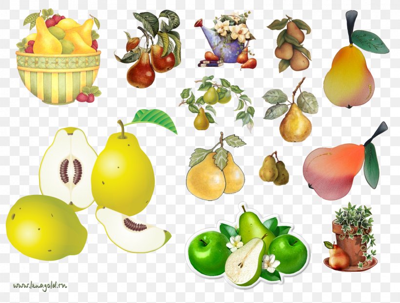 Amygdaloideae Pear Food Vegetarian Cuisine Fruit, PNG, 1569x1191px, Amygdaloideae, Apple, Diet Food, Eating, Food Download Free