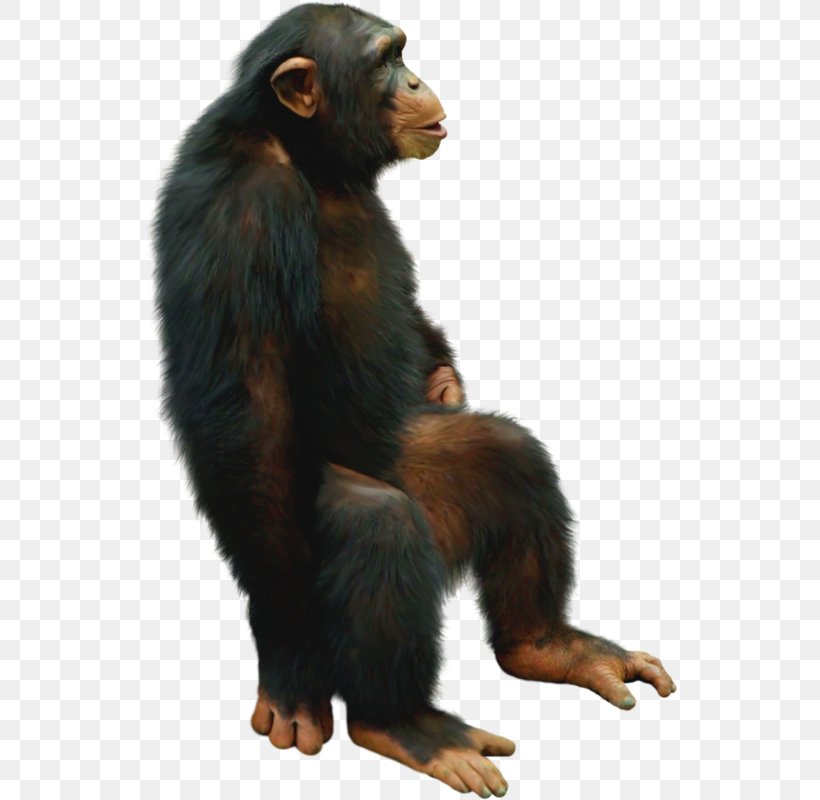 Common Chimpanzee Gorilla Monkey Cheeta, PNG, 537x800px, Common Chimpanzee, Animal, Blog, Cheeta, Chimpanzee Download Free