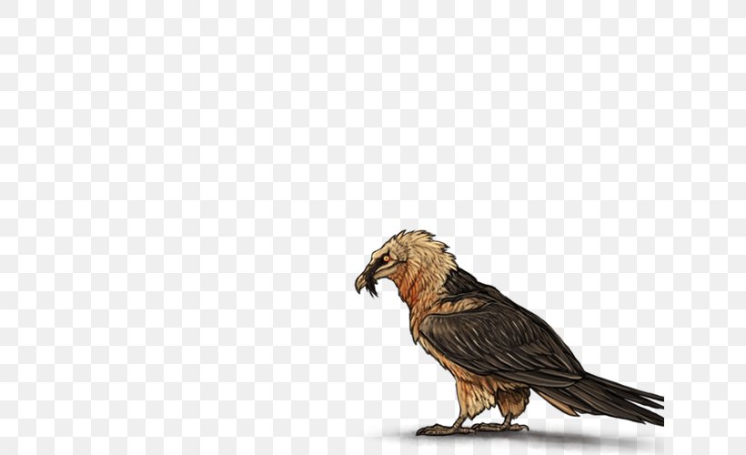 Egyptian Vulture Bird Eagle Beak, PNG, 640x500px, Vulture, Beak, Bearded Dragon, Bearded Vulture, Bird Download Free