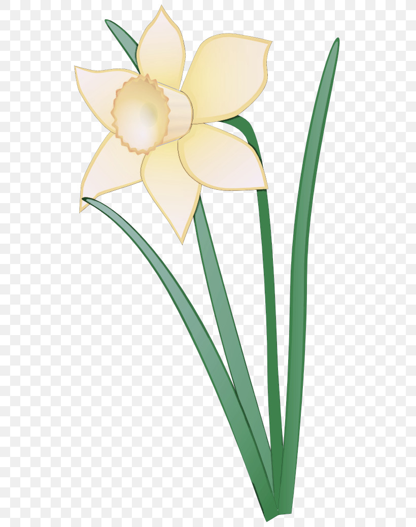 Flower Petal Plant Narcissus Pedicel, PNG, 555x1038px, Flower, Narcissus, Pedicel, Petal, Plant Download Free