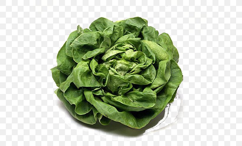 Romaine Lettuce Cabbage Vegetarian Cuisine Cruciferous Vegetables Spring Greens, PNG, 600x497px, Romaine Lettuce, Cabbage, Chard, Collard Greens, Cruciferous Vegetables Download Free