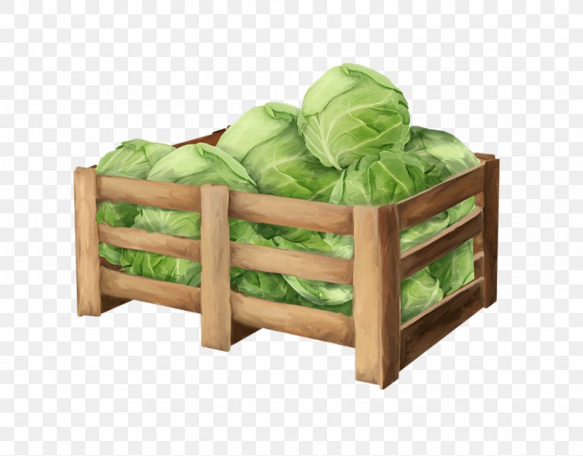 Vegetable Cabbage Auglis, PNG, 1024x801px, Vegetable, Auglis, Box, Cabbage, Chinese Cabbage Download Free