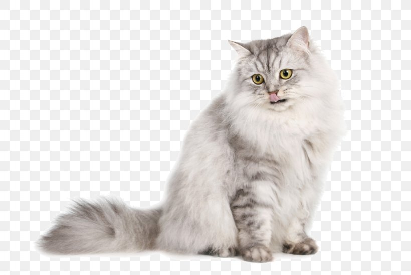 Burmilla Persian Cat Exotic Shorthair Kitten German Longhaired Pointer, PNG, 1024x685px, Burmilla, American Curl, Animal, Asian, Asian Semi Longhair Download Free