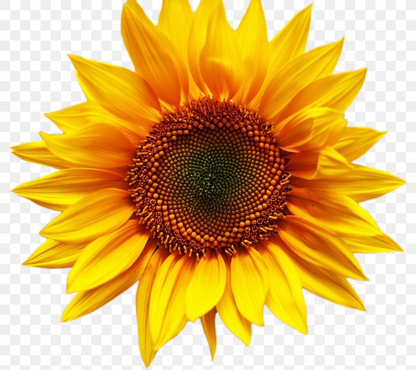 Desktop Wallpaper Stock.xchng Sunflower Image Stock Photography, PNG, 960x854px, 2018, Sunflower, Annual Plant, Asterales, Daisy Family Download Free
