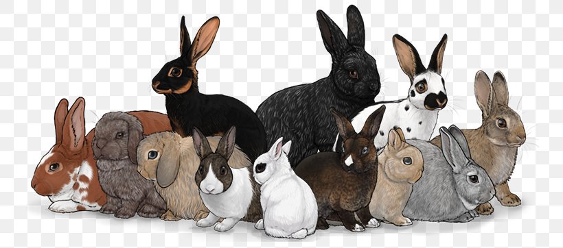 Domestic Rabbit Hare, PNG, 750x362px, Domestic Rabbit, Animal Figure, Fauna, Hare, Mammal Download Free