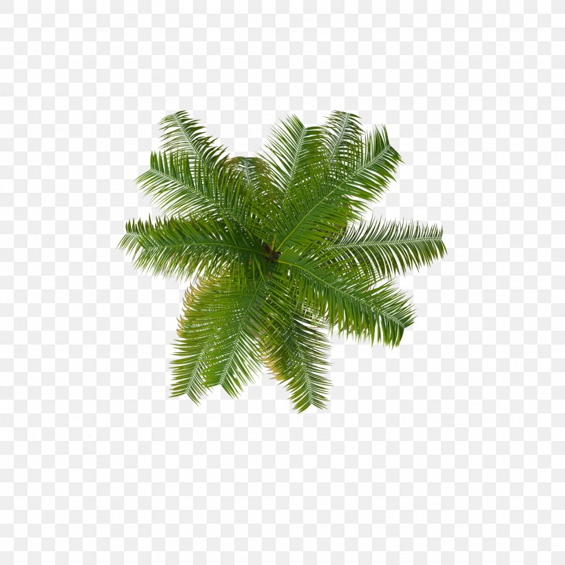 Palm Trees Coconut Clip Art, PNG, 2048x2048px, Palm Trees, Arecales, Asian Palmyra Palm, Babassu, Babassu Oil Download Free