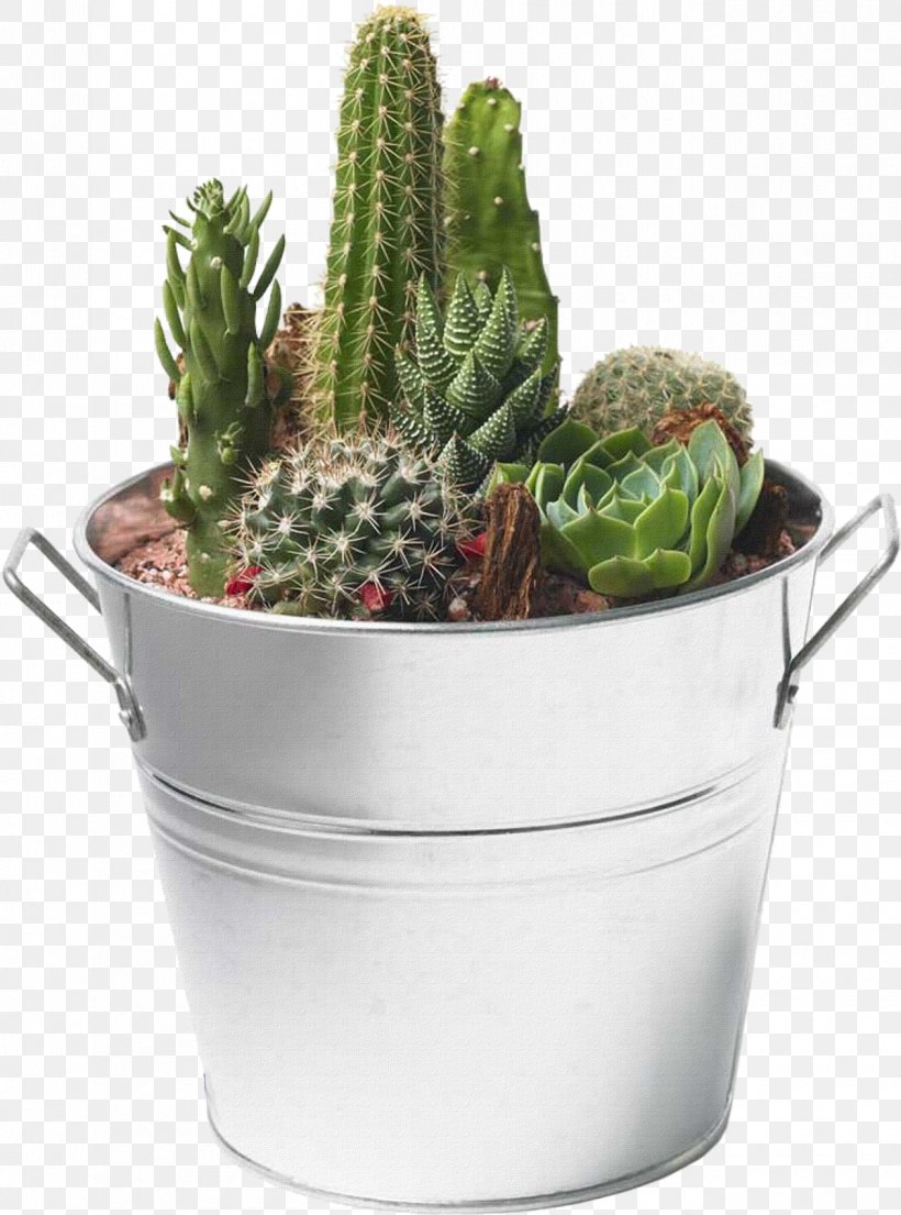 Cacti And Succulents Cactaceae Cactus Garden Flowerpot, PNG, 1260x1698px, Cacti And Succulents, Aloe, Cactaceae, Cactus, Cactus Garden Download Free