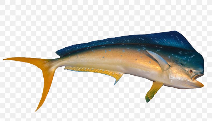 Dolphin Porpoise Mahi-mahi Fishing Mahi-mahi Fishing, PNG, 1063x610px, Dolphin, Bony Fish, Cetacea, Cobia, Fauna Download Free