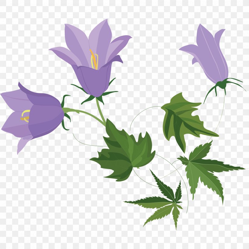 Harebell Bellflower Family Image, PNG, 2000x2000px, Harebell, Bellflower Family, Bellflowers, Branch, Drawing Download Free