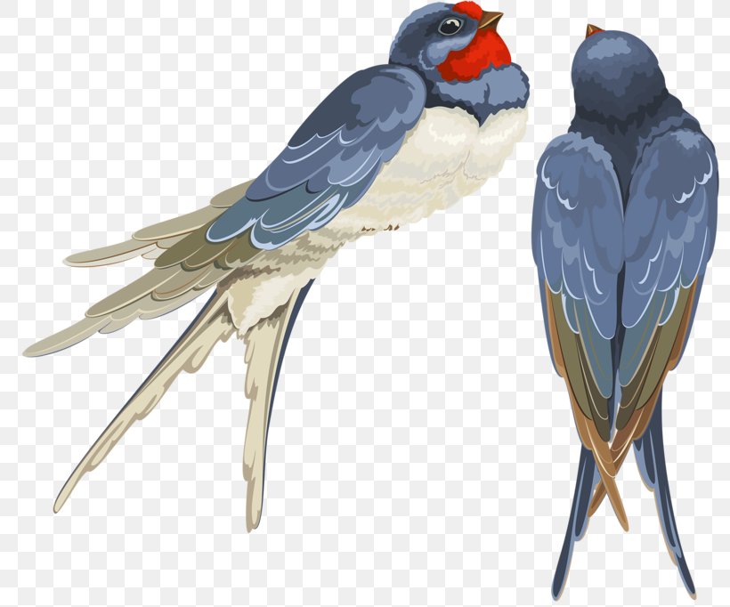 Vector Graphics Swallow Bird Image Illustration, PNG, 800x682px, Swallow, Animal Figure, Art, Beak, Bird Download Free