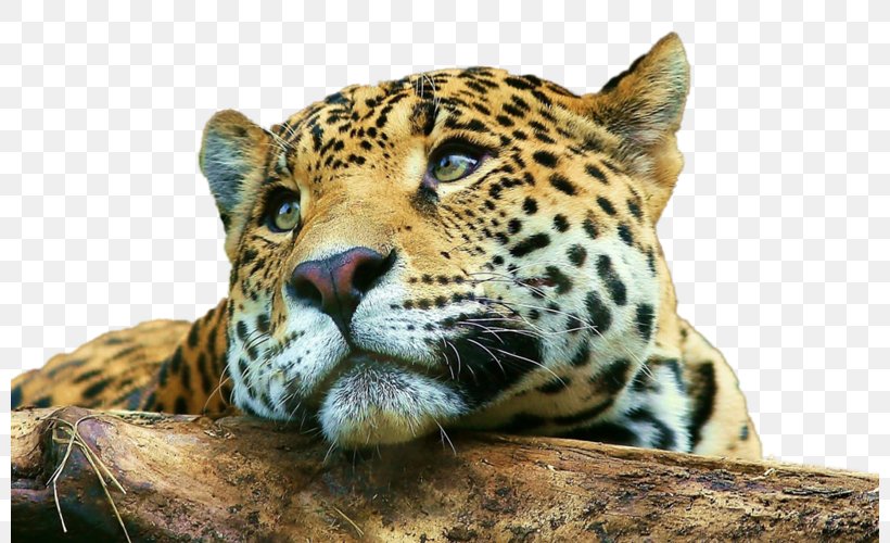 Desktop Wallpaper Jaguar Tiger Mobile Phones Cheetah, PNG, 800x500px, Jaguar, Big Cat, Big Cats, Carnivoran, Cat Download Free