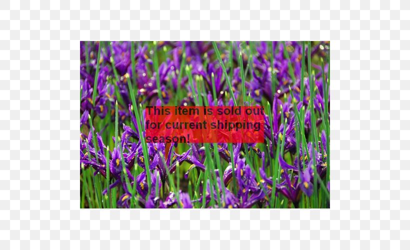 English Lavender Violet Netted Iris Common Sage Groundcover, PNG, 500x500px, English Lavender, Common Sage, Family, Flower, Flowering Plant Download Free