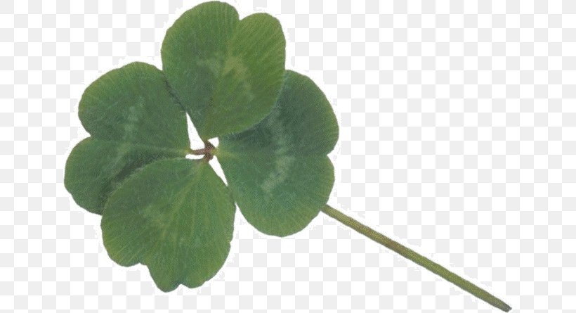 Four-leaf Clover Shamrock Kleeblatt Happiness, PNG, 640x445px, Clover, Berlin, Fourleaf Clover, Grass, Happiness Download Free