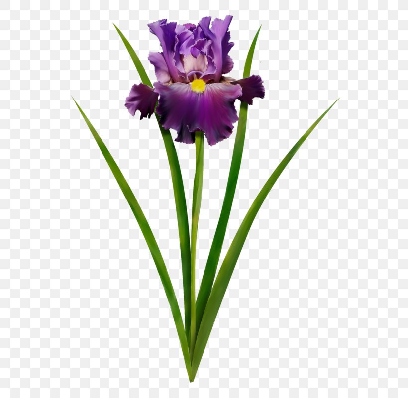 Irises Watercolor Painting Flower Violet, PNG, 581x800px, Irises, Blume, Drawing, Flower, Flowering Plant Download Free