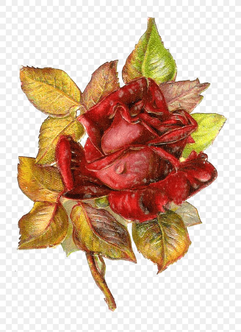 Rose Paper Sticker Clip Art, PNG, 813x1127px, Rose, Art, Autumn, Black Rose, Cut Flowers Download Free