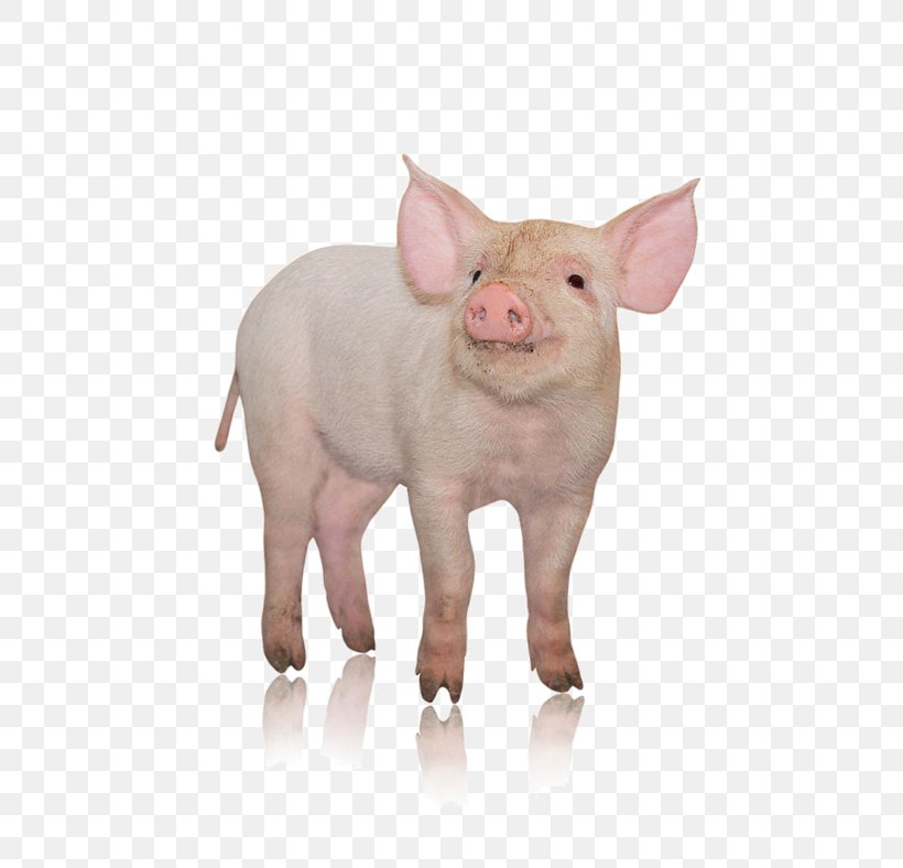 Danish Landrace Pig Photography Pork Livestock, PNG, 600x788px, Danish Landrace Pig, Domestic Pig, Farm, Livestock, Mammal Download Free