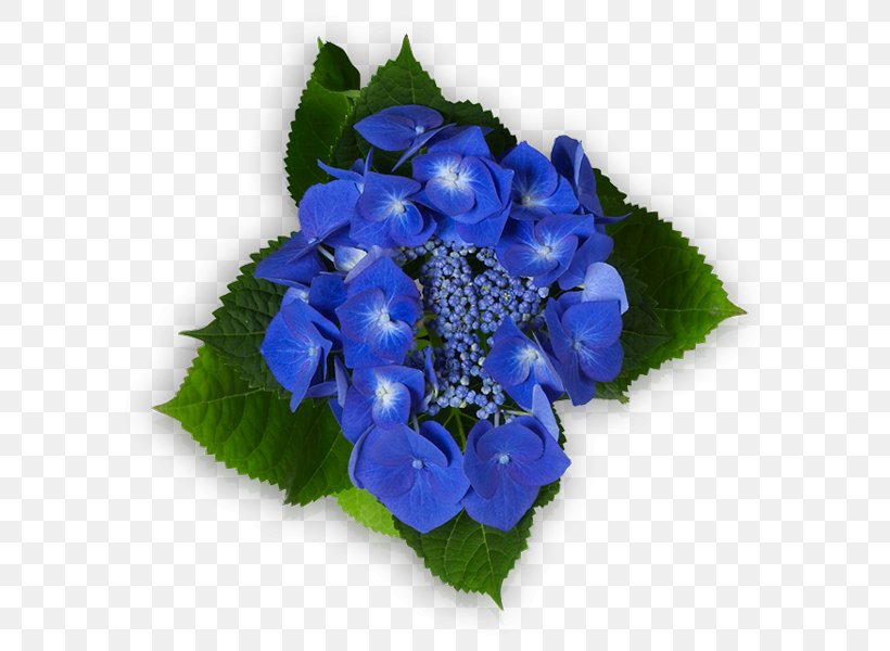 Hydrangea Floral Design Cut Flowers Petal, PNG, 600x600px, Hydrangea, Annual Plant, Blue, Cornales, Cut Flowers Download Free