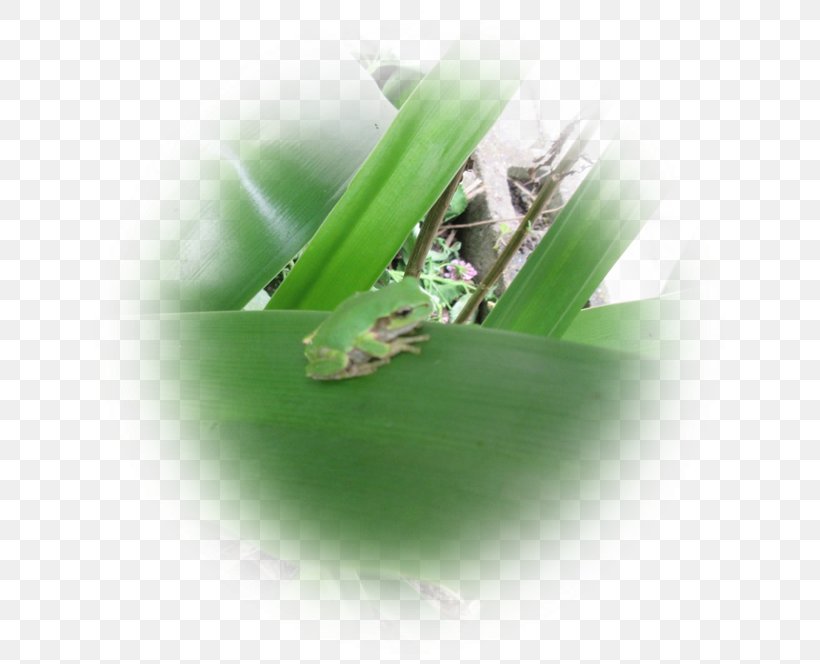 Mantis Moisture Close-up, PNG, 640x664px, Mantis, Close Up, Closeup, Grass, Grass Family Download Free