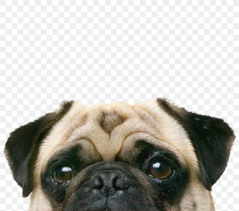 Pug Beagle Golden Retriever Pet Sitting Puppy, PNG, 1200x1062px, Pug, Animal, Animal Rescue Group, Animal Shelter, Beagle Download Free