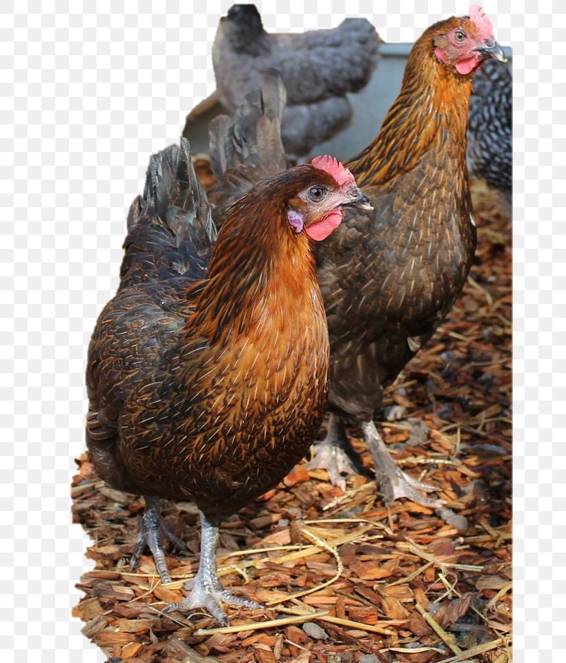 Rooster Chicken Coop Egg Hen, PNG, 666x960px, Rooster, Beak, Bird, Breed, Butcher Download Free