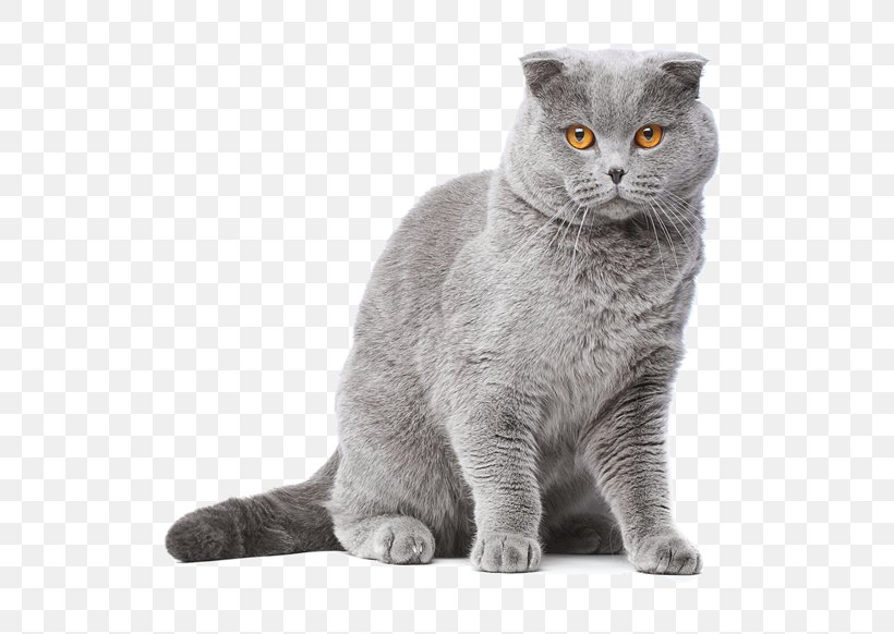 Chartreux British Shorthair Malayan Cat European Shorthair British