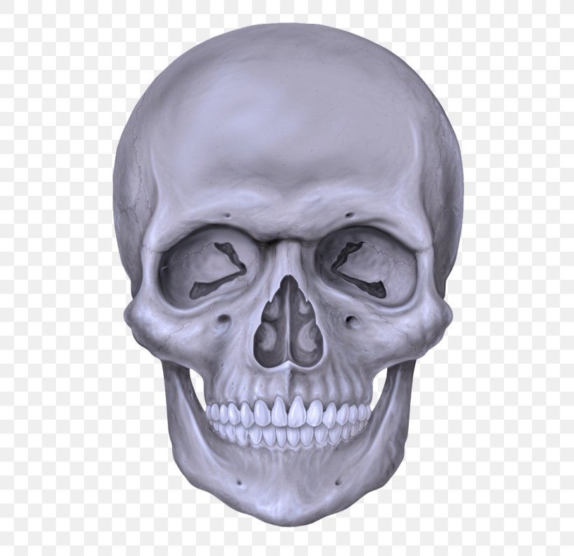 Face Bone Skull Head Jaw, PNG, 600x795px, Face, Bone, Chin, Drawing, Forehead Download Free
