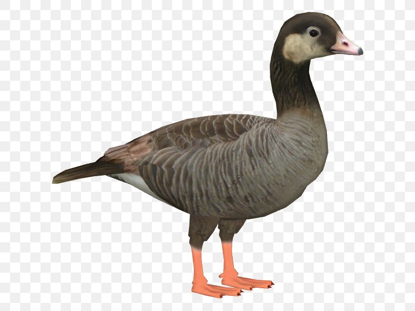 Goose Duck Wikia Bird, PNG, 616x616px, Goose, Anatidae, Animal, Beak, Bird Download Free