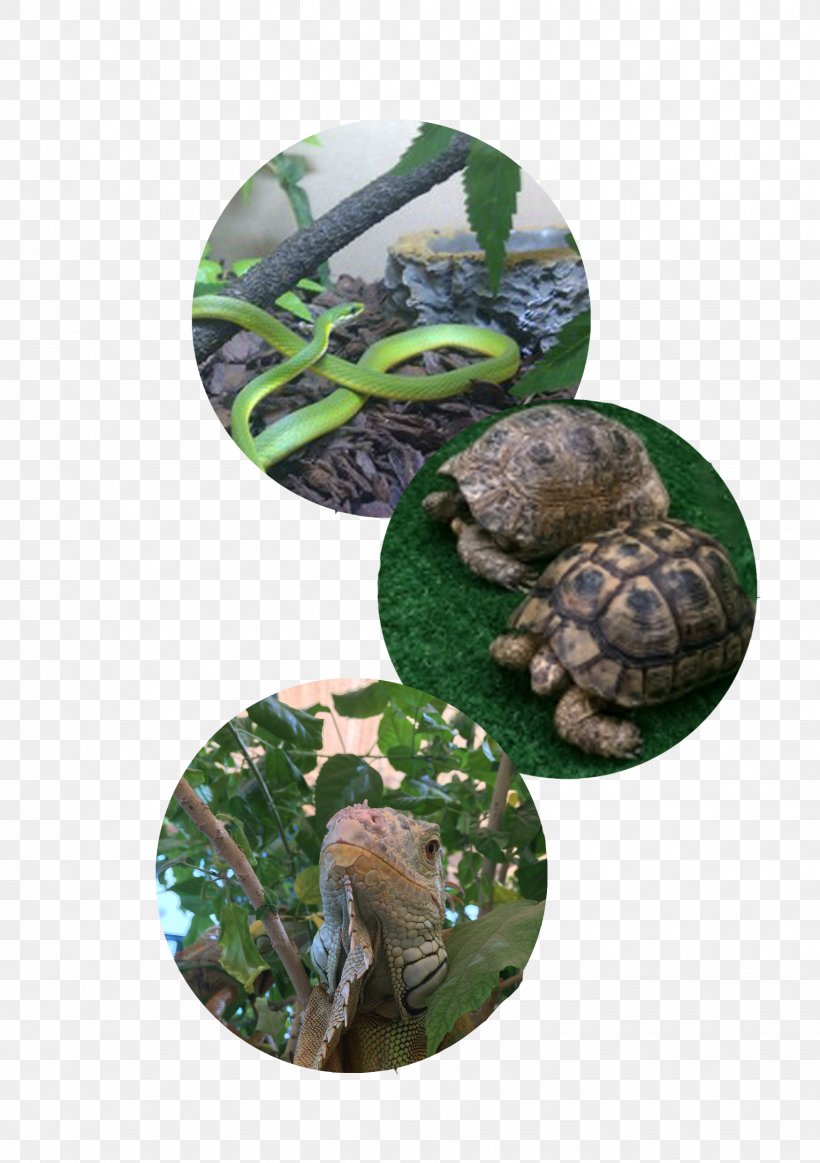Reptile Snake Lizard Dubai Tortoise, PNG, 1748x2480px, Reptile, Animal, Dubai, Fauna, Holiday Download Free