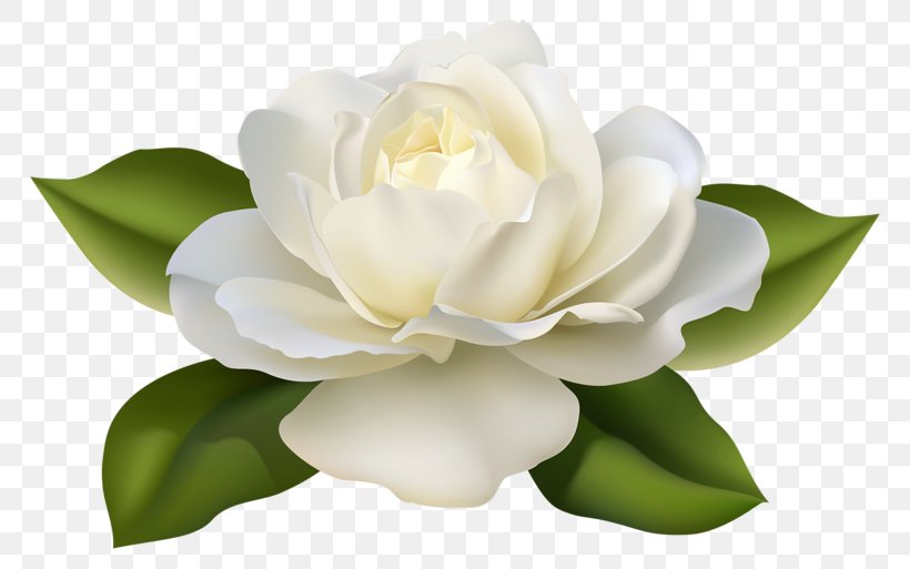 Rose White Flower Clip Art, PNG, 800x513px, Rose, Camellia, Color, Drawing, Flower Download Free
