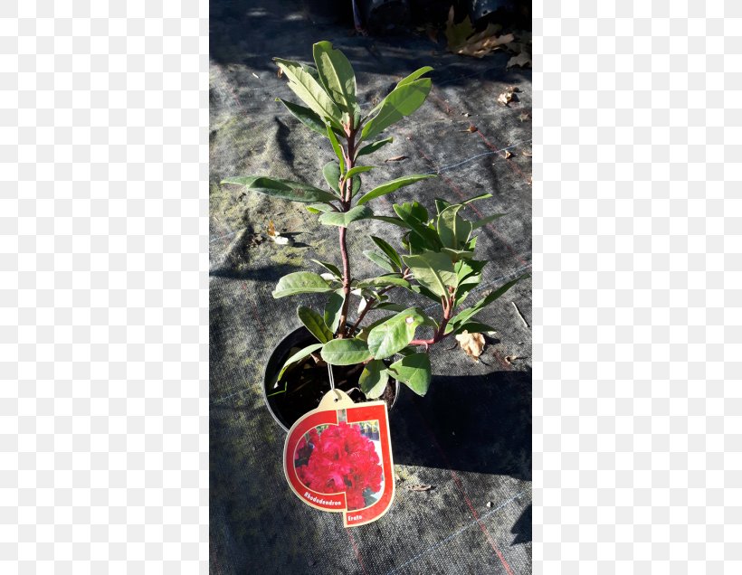 Tree Flowerpot Shrub Herb Leaf, PNG, 560x636px, Tree, Flowerpot, Herb, Leaf, Plant Download Free