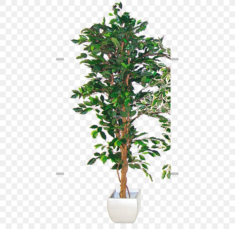 Weeping Fig Houseplant Fiddle-leaf Fig Tree, PNG, 800x800px, Weeping Fig, Albizia Julibrissin, Branch, Chlorophytum Comosum, Common Fig Download Free