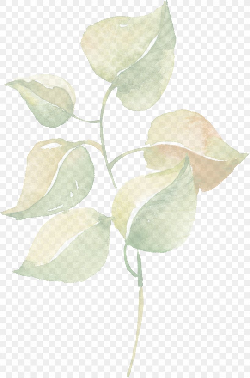 White Petal Leaf Flower Plant, PNG, 1651x2500px, White, Anthurium, Branch, Cut Flowers, Flower Download Free