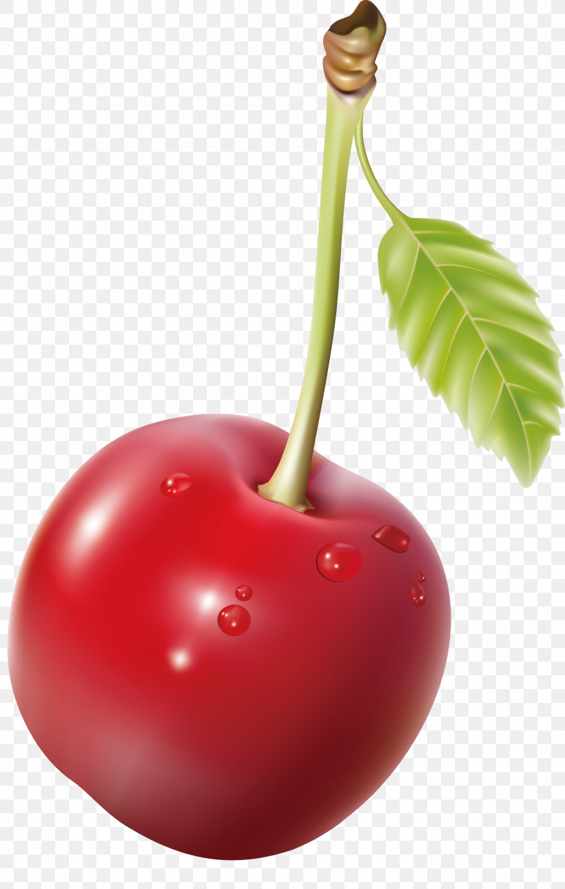 Cherry Fruit, PNG, 1906x3000px, Cherry, Drupe, Flower, Food, Fruit Download Free