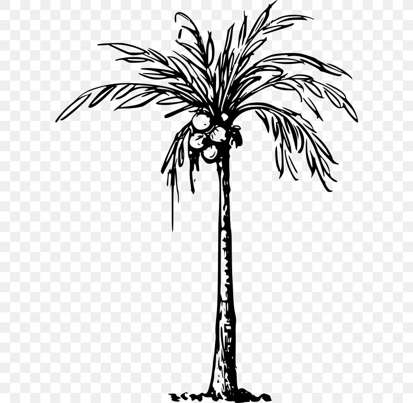 Coconut Arecaceae Palm Branch Clip Art, PNG, 602x800px, Coconut, Arecaceae, Arecales, Black And White, Borassus Flabellifer Download Free