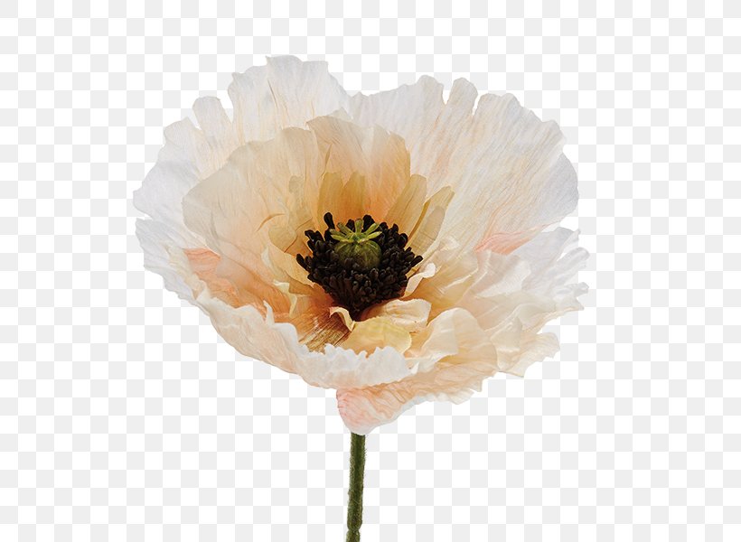 Cut Flowers Peony Anemone Petal, PNG, 600x600px, Cut Flowers, Anemone, Annual Plant, Flower, Flowering Plant Download Free