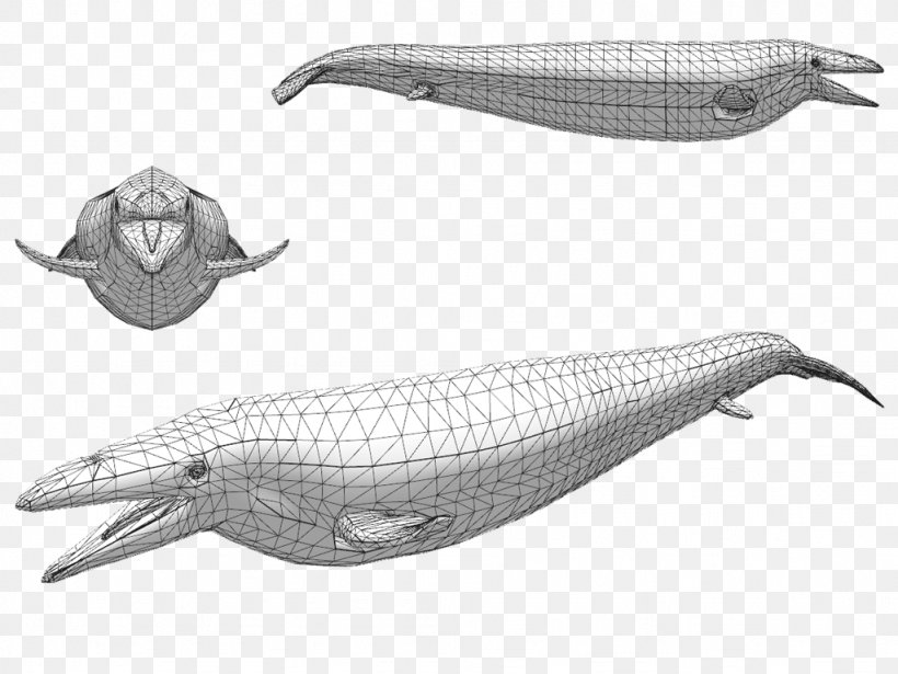 Dolphin Zoo Tycoon 2 Toothed Whale Dorudon Narwhal, PNG, 1024x768px, Dolphin, Black And White, Cetacea, Dinosaur Revolution, Dorudon Download Free
