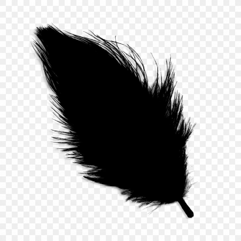 Feather Black M, PNG, 1000x1000px, Feather, Black, Black Hair, Black M, Blackandwhite Download Free