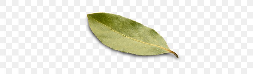 Leaf, PNG, 2048x600px, Leaf Download Free