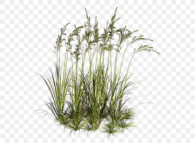 Title Page Photography Clip Art, PNG, 559x600px, Title Page, Chrysopogon Zizanioides, Flower, Grass, Grass Family Download Free