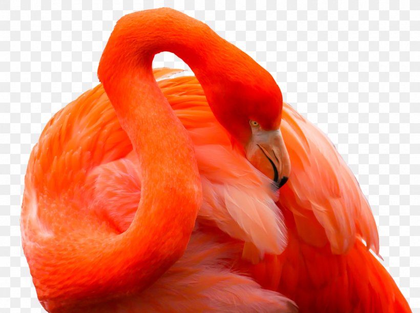Bird Greater Flamingo Goose Galápagos Islands, PNG, 1280x953px, Bird, Beak, Close Up, Color, Feather Download Free
